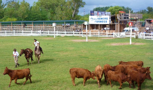 Bullenreiten Tierquälerei Bullenreiten Tierquälerei