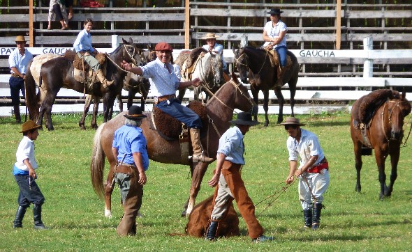 Bullenreiten Tierquälerei Bullenreiten Tierquälerei